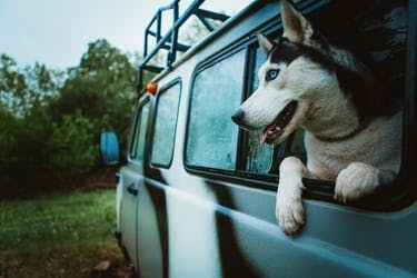 Safe ways to travel with your pet Thumbnail